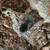 Tarantulas for Sale 3 thumbnail