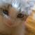 Female kitten 4 thumbnail