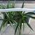 Spider plants in a cute French country wooden basket 5 thumbnail