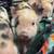Potbelly piglets 5 thumbnail