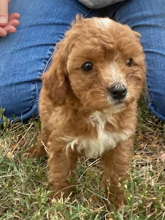 Cavapoos63908216633987124