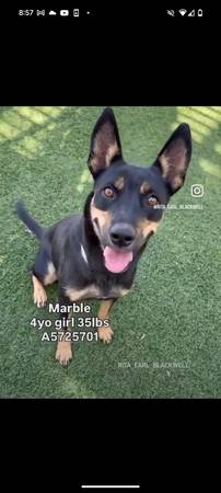 Hembra de mezcla de pastor australiano feliz y adorable (pequeña) (Carmichael)63881395324035120