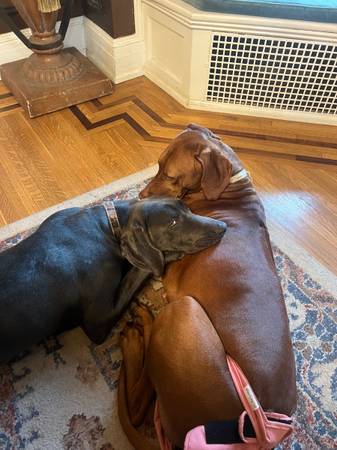 Rhodesian Ridgeback Weimaraner mix (Ashland)64307334457217122