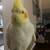 Cockatiel 3 thumbnail