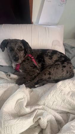 Rehoming needed asap 1