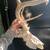 Deer Mount for Cabin 2 thumbnail