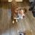 Owner passed away - Rehoming another dog 2 thumbnail