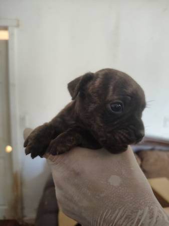 Cachorros Bulldog independientes (Lake Hughes)63865302114433121