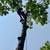 K2 Tree service/ Logging 24 thumbnail