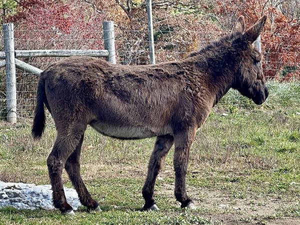 Standard Jenny Donkey 1