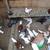Fancy Pigeons For Sale Cappuccinos Turkish German Owls Rollers+++ 9 thumbnail