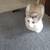 Siamese Mix 2 thumbnail