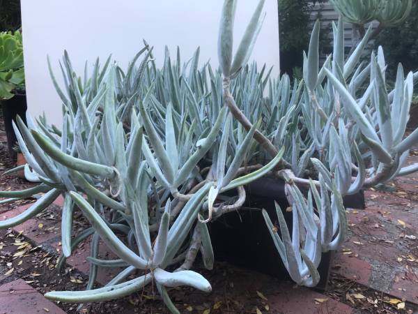 Succulent Collection 1