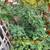 Little Ruby Fig Tree 1 thumbnail