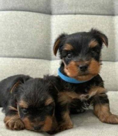 Healthy Yorkies 1