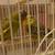 Hand raised parakeet babies need new homes, can del to Phx 7 thumbnail