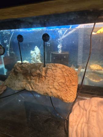 Masny  fish tank's and reptile tank's available (Lynn)63840149837059124