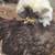Polish Silkie chicken 12 thumbnail