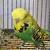 English Budgies Show Qulaity 1 thumbnail