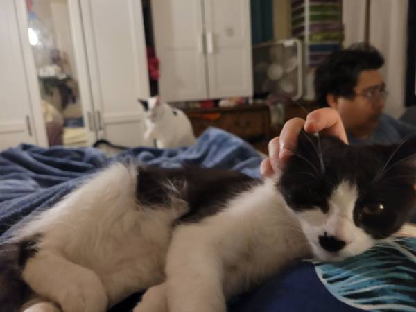 Fearful kitten needs loving home 1