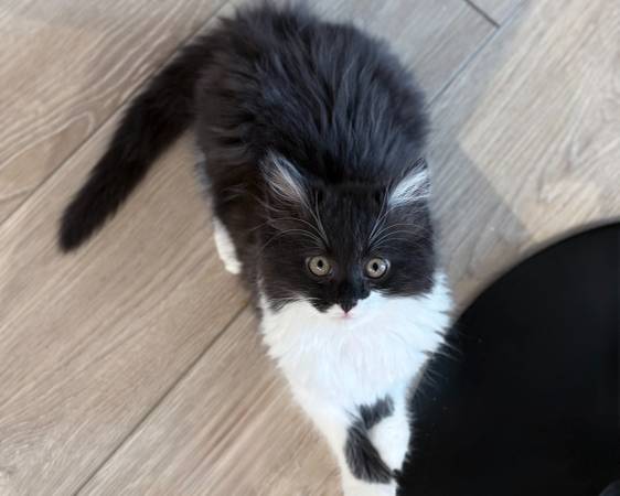 Rehoming kitten (Tempe, AZ)63975637338755120