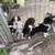 Aussie puppies 4 thumbnail