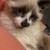 MISSING CAT 6 thumbnail