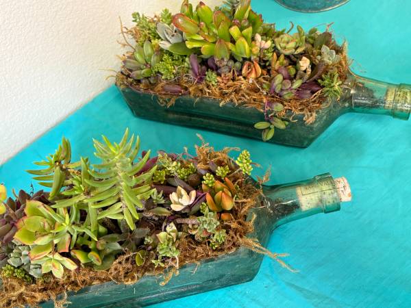 Unique Succulent Arrangements 1
