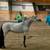 Talented, kid safe miniature horses reg 1 thumbnail