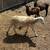 Sheep 1 thumbnail