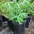 Bamboo 1 thumbnail
