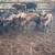 Piglets 6 thumbnail