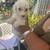 Puppy dog for sale 2 thumbnail