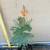 Shade Trees. Shrubs. 10 thumbnail