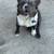 Fluffy male frenchie 1 thumbnail
