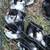 Different ages of Langshan x blue Orpington chicks BBS 7 thumbnail
