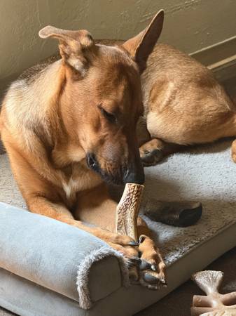 Rehoming German Shepherd (DTLA)63829899962369121