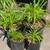 Dwarf Agapanthus🪻 1 thumbnail