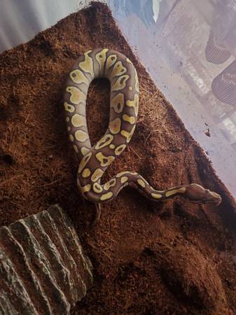 Lesser ball python female 1