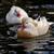 All Kind of Pigeons , Peacocks (white & Color ) , Mandarin Ducks 3 thumbnail