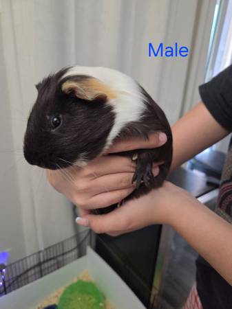 Baby guinea 1