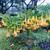 Brugmansia / Angel’s Trumpet plants 1 thumbnail