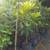TROPICAL FRUIT PLANTS SALE 4 thumbnail