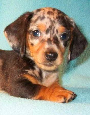 Miniature Dapple Dashshund 1