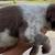 Puppy Australian Shepherd Blue Heeler 2 thumbnail