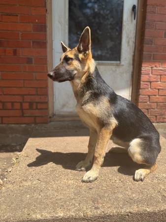 Cachorro de pastor alemán (Hewitt)63661959435265121