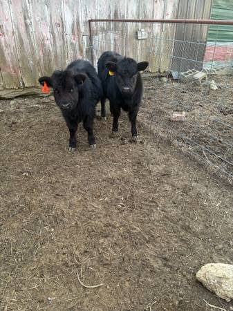2 Dexter/aberdeen heifers 1