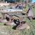 Ford 3 Bottom Plow 3 Pt Attachment 2 thumbnail