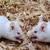 Amazing and adorable pet mice for adoption 1 thumbnail