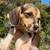 rehoming beagle puppies 4 thumbnail